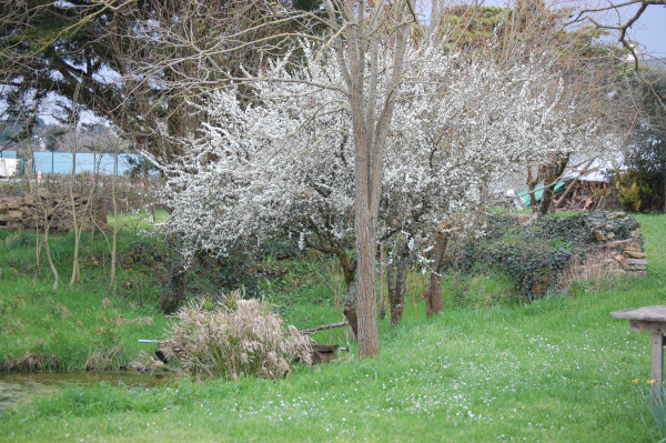 51-fleurs-printemps-aubepine