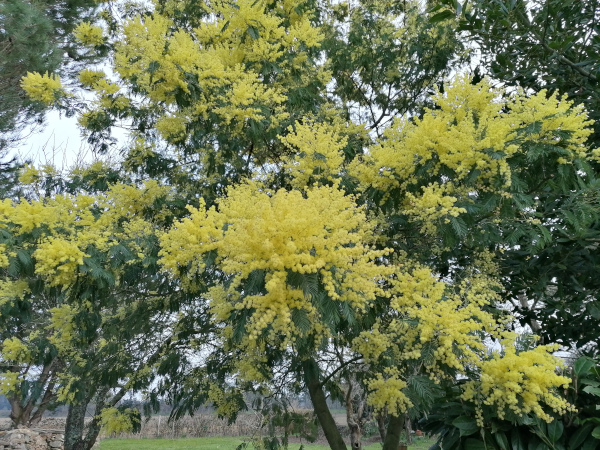 52-Jardin-vue-mimosa.jpg