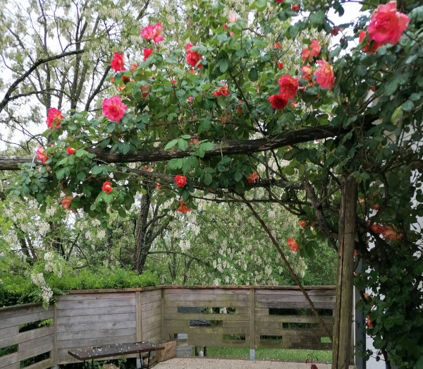 54-fleurs-rosier-rouge-est