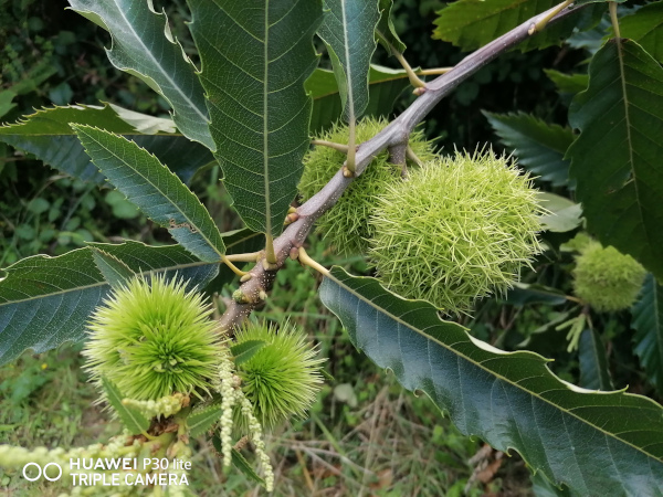 56-fruit-chataigne-01