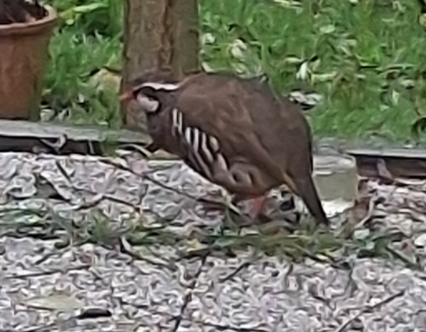 80-Une-visite-quotidienne-bartavelle-01