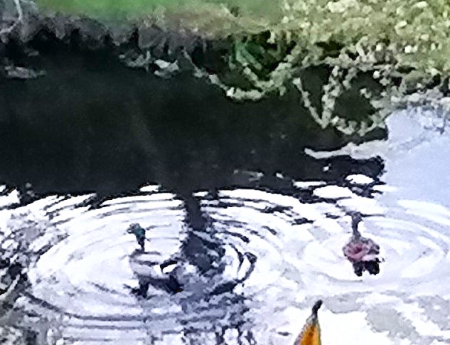 81-Canards-Bassin-02